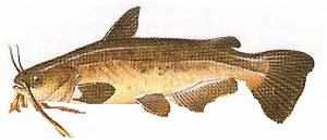 Cat Fish